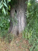 IMG_0597.jpeg