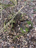 IMG_0854.jpeg